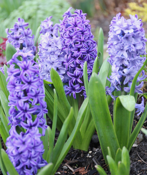 Hyacinths
