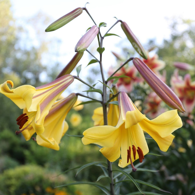 Trumpet lily Golden Splendor blooming in a summer flower garden, displaying large, deep yellow flowers with a pink reverse.