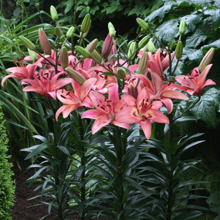 asiatic lily wikipedia Lily Asiatic Tinilco - 5 bulbs