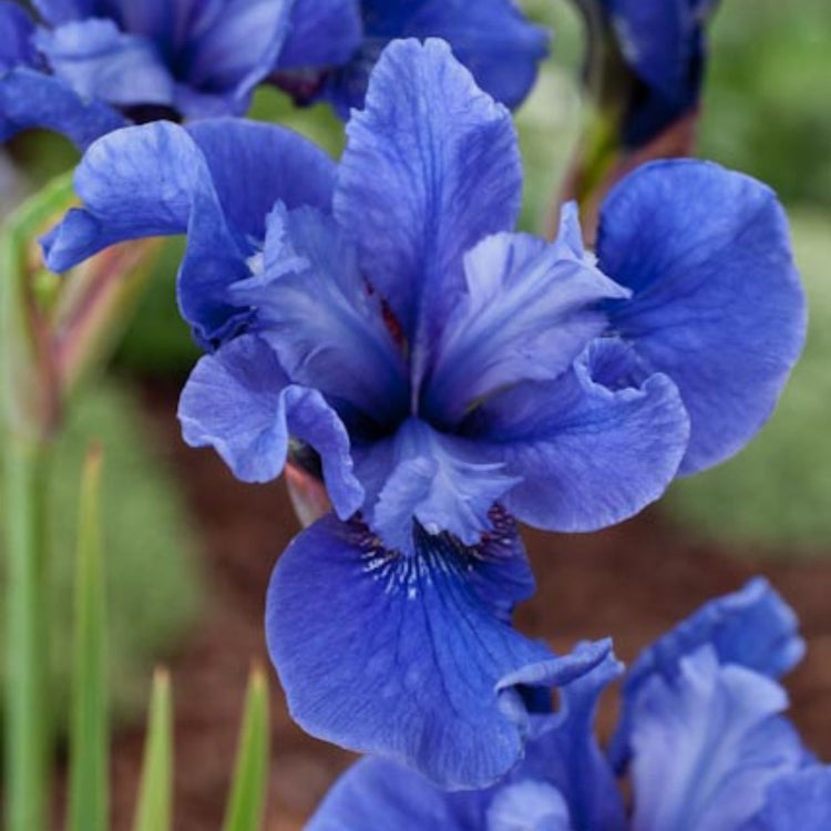 Iris Siberica Cote D'Azur
