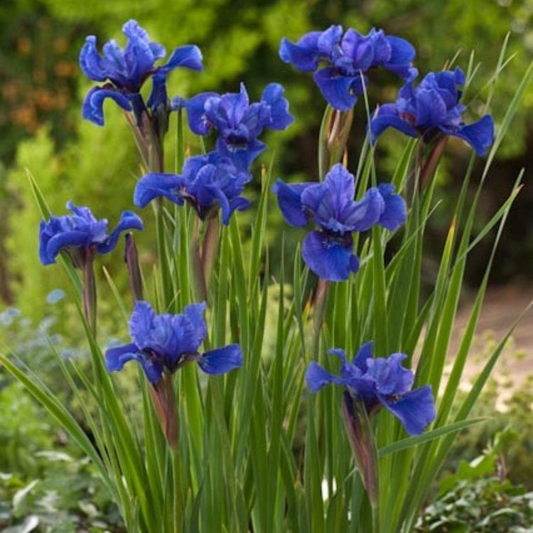Iris Siberica Cote D'Azur