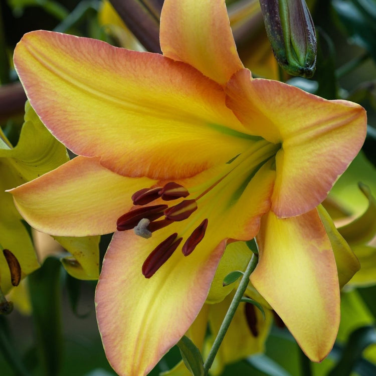 lily of the flower moon Lily Oriental Trumpet (OT) Rising Moon - 5 bulbs