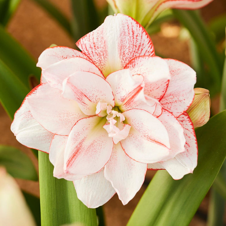 Amaryllis Double Striped Amadeus