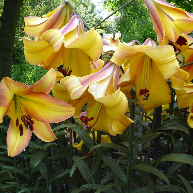 Oriental trumpet lily Rising Moon blooming in a summer garden, displaying large, deep yellow flowers that are edged with pink and orange.