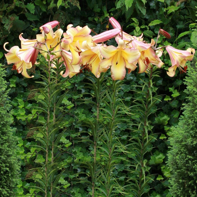 Oriental trumpet lily Rising Moon blooming in a summer garden, showing clusters of large yellow flowers with pink and orange accents.
