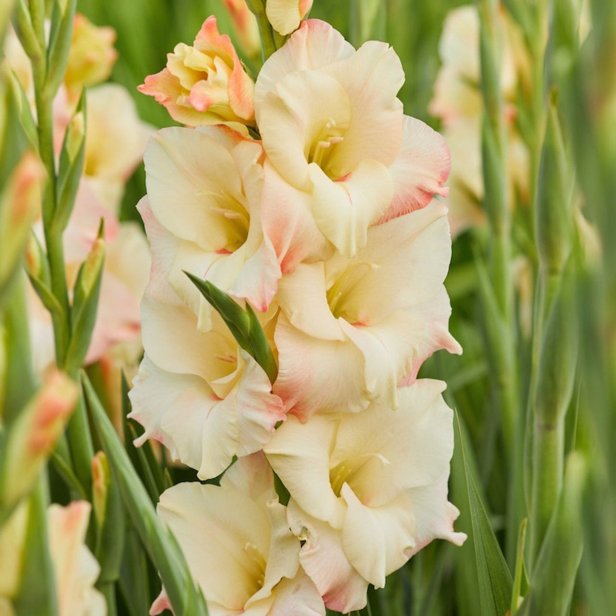 Gladiolus Cream Perfection