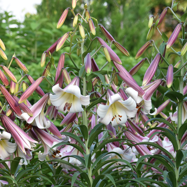 Lily Oriental Trumpet (OT) Eastern Moon (Spring)