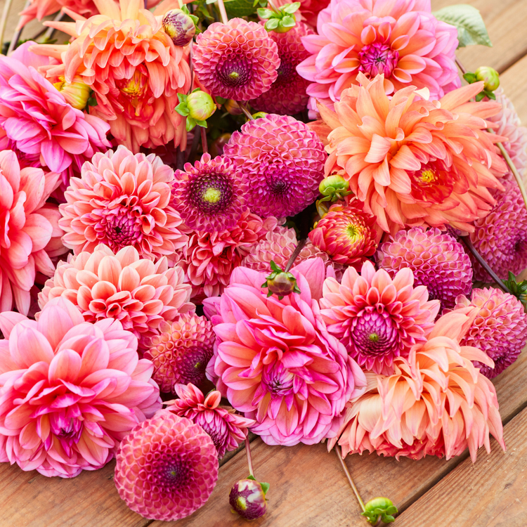 Dahlia PomPon Burlesca