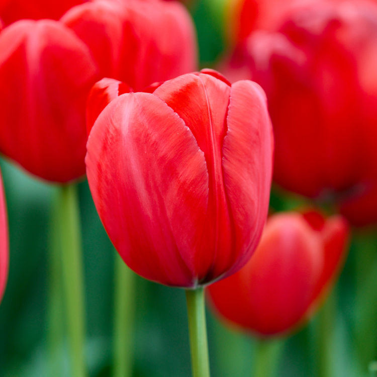 Tulip Darwin Hybrid Red Impression - Bulk Offer