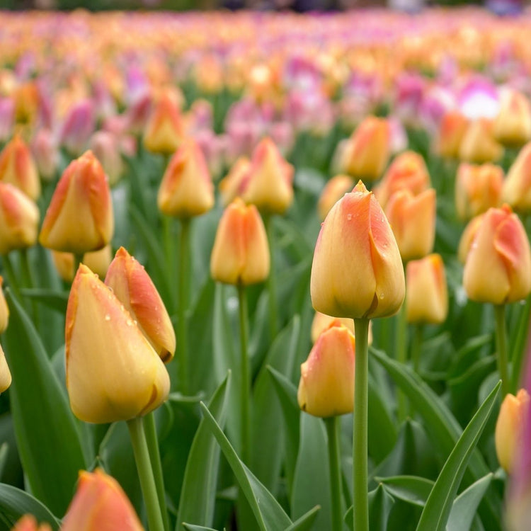 Tulip Darwin Hybrid Chongming Love - Bulk Offer