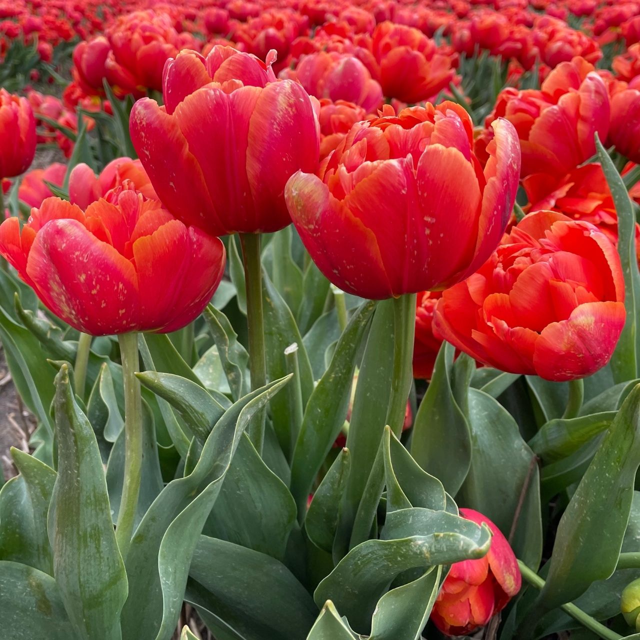 Tulip Double Late Icoon - 10 bulbs - Longfield Gardens