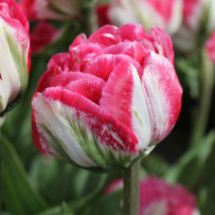 Tulip Double Early Marshmallow