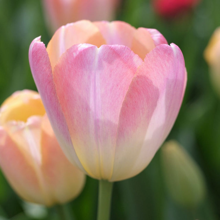 Tulip Darwin Hybrid Kunyun