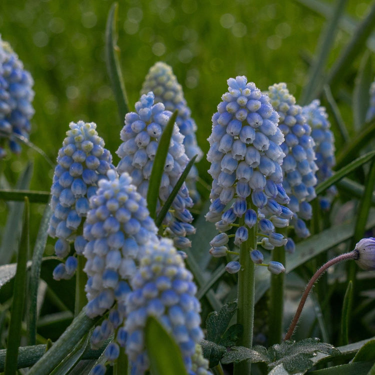 Muscari Alaska