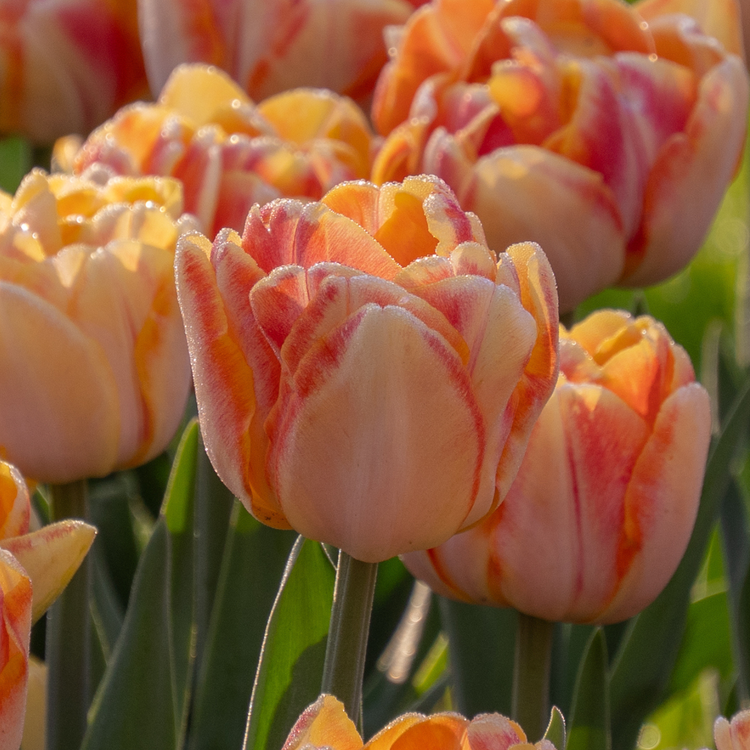 Tulip Double Early Foxy Foxtrot