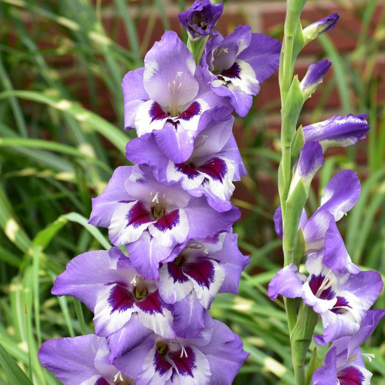 A close up of gladiolus Vista, showing this variety's striking combination of light and dark purple, and white.