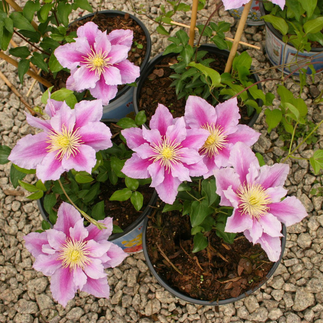 Clematis Standard Little Duckling - 1 Starter Plant 1 Year Plug