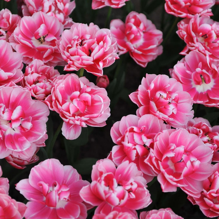 A group of double early Columbus tulips seen from overhead, showing this variety's deep pink petals with white edges.