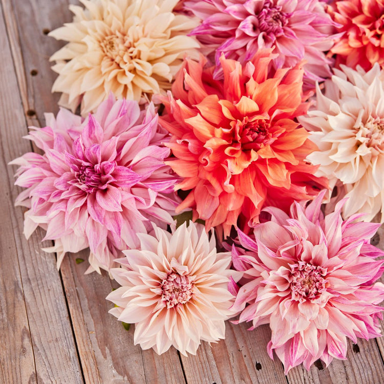 An assortment of dinnerplate dahlias, including the hot pink and lilac flowers of Cafe au Lait Royal.