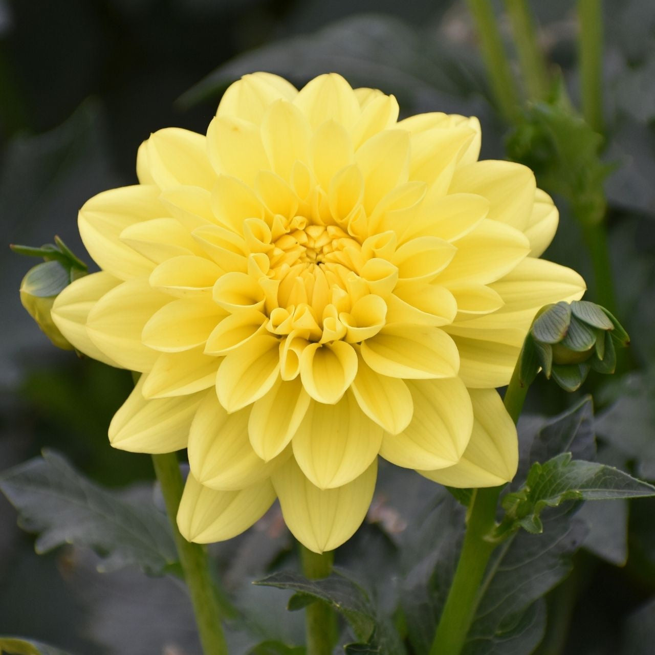houseonthehill yellowflower ロンティ 80サイズ Dahlia Decorative Sun Lady - 2 tuber clumps - Longfield Gardens