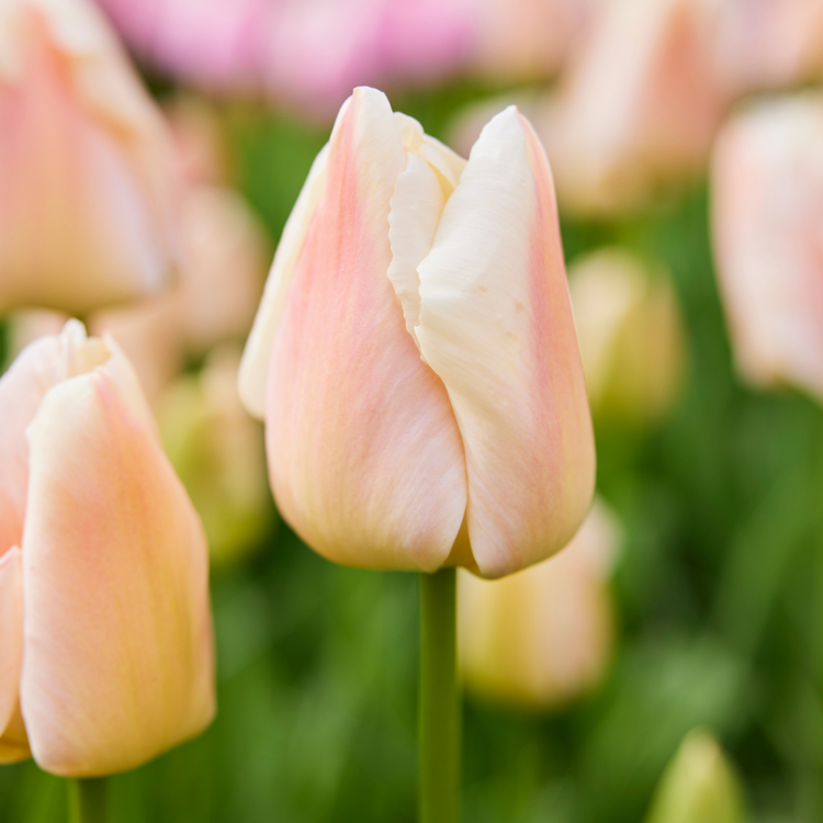 Tulip Darwin Hybrid Apricot Pride