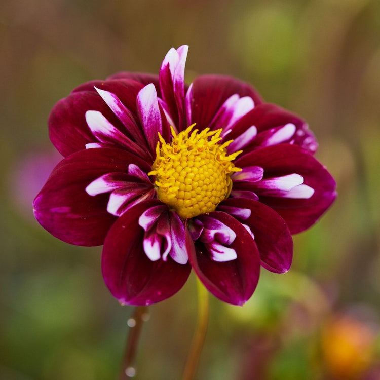Close up of a single blossom of dahlia Impression Fantastico, showing dark red, daisy-like flowers with a yellow center and red and white inner petals.