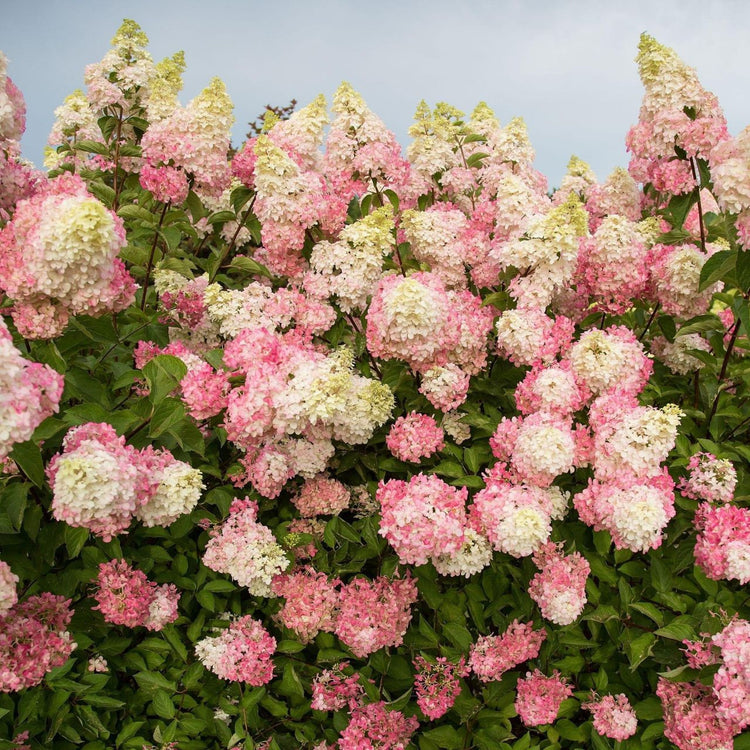 Hydrangea paniculata Berry White with its late summer pink and white flower clusters.