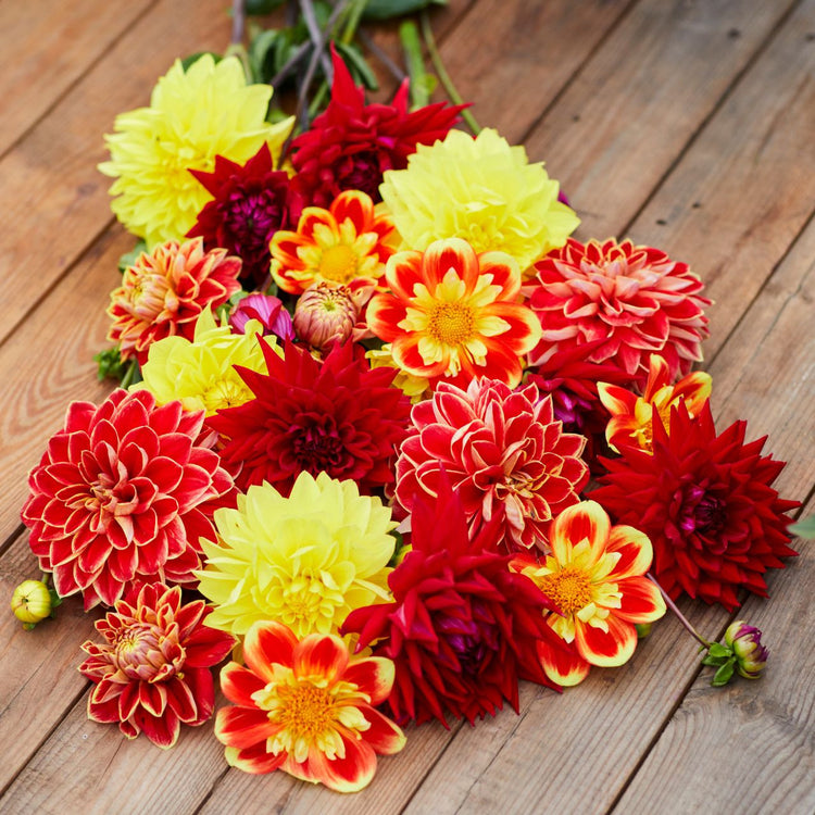A loose bouquet of dahlias in colors of red, orange and yellow, including the collarette variety Pooh.