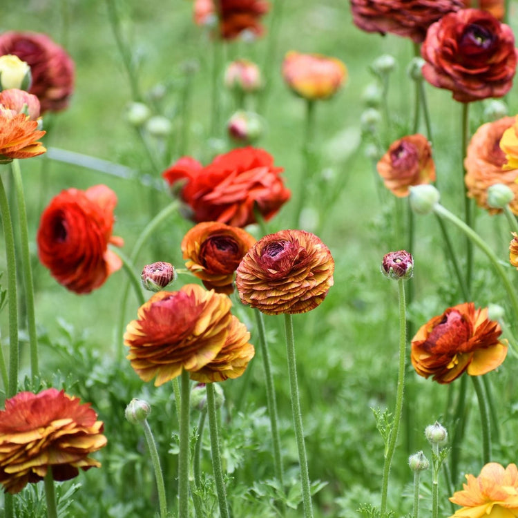 Ranunculus Aviv Picotee Cafe (Spring)