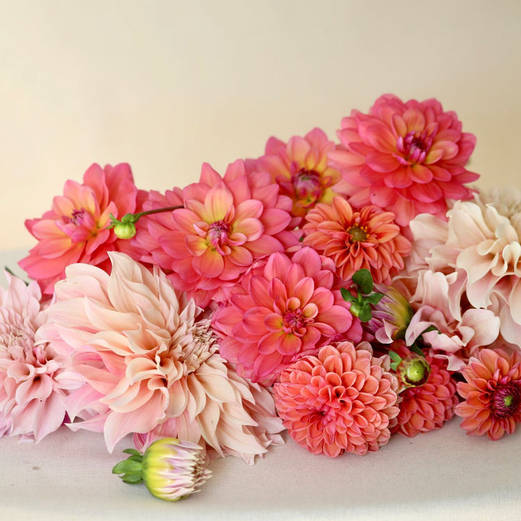 Dahlia Assorted Flirty Fleurs Bergen Collection