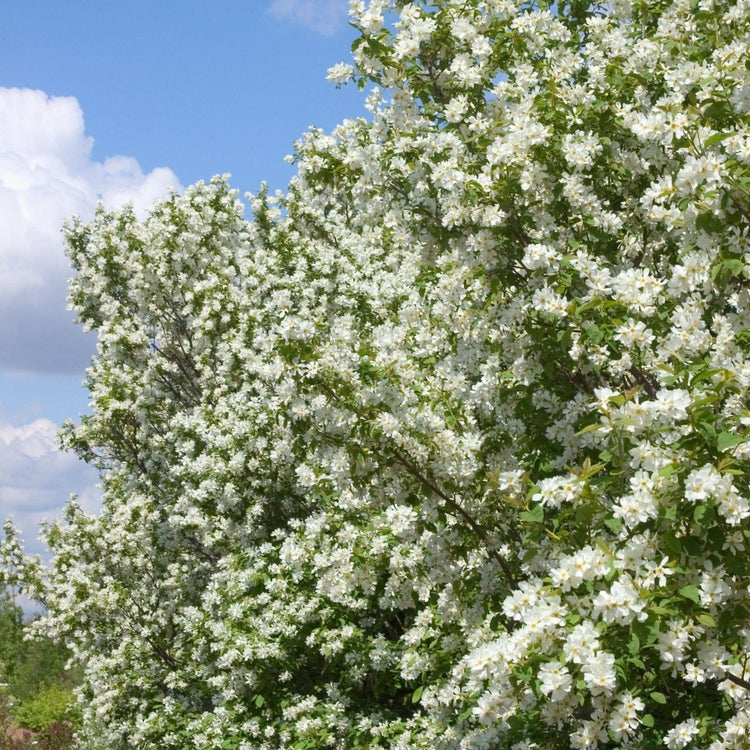 The shrub Pearlbush Lotus moon displaying its white early spring flowers.