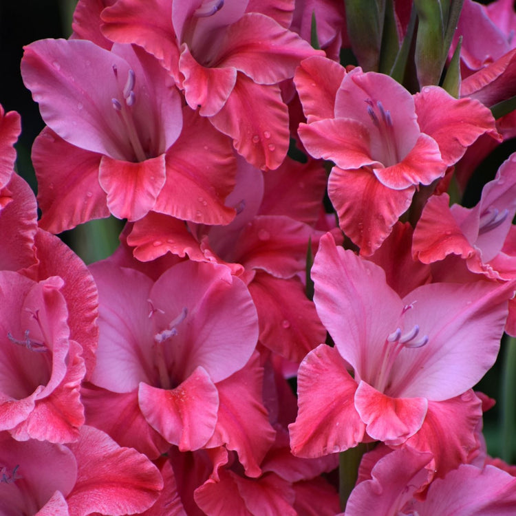 Gladiolus Large Flowering Titanic