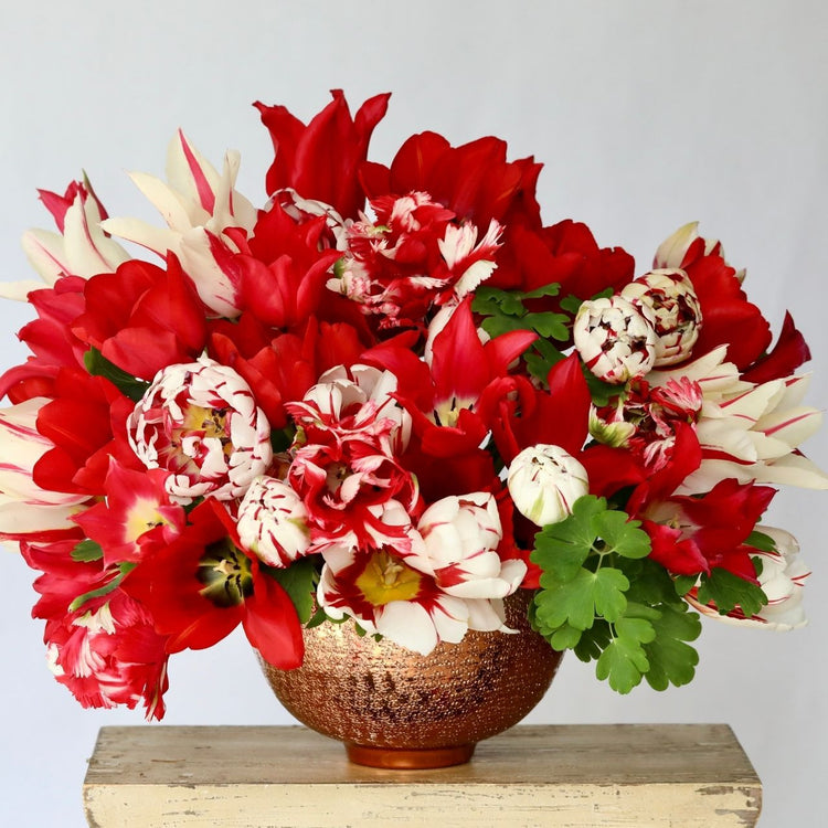 Tulip Assorted Flirty Fleurs Carvelle Collection