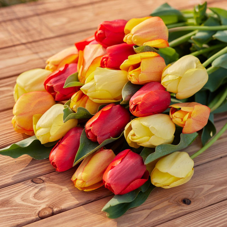Tulip Darwin Hybrid Novi Sun
