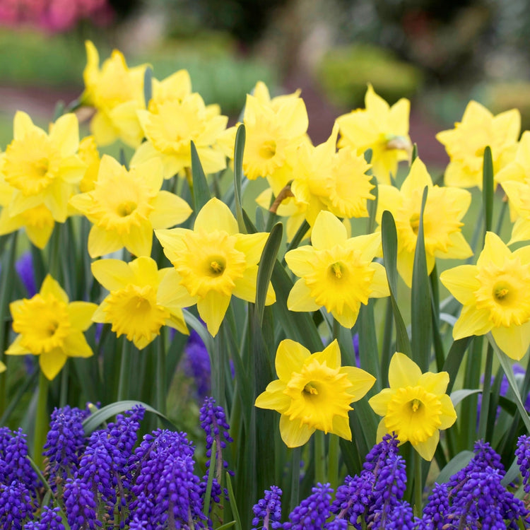 A mass planting of bright yellow Dutch Master daffodils blooming in a spring garden.