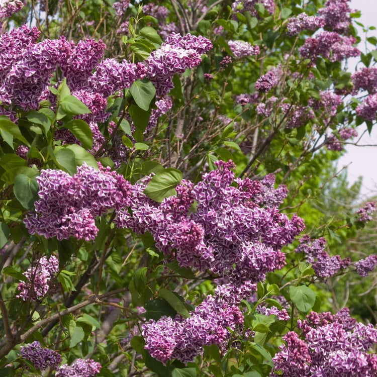 The award-winning lilac Syringa vulgaris Sensation displaying its unusual purple and white flower.