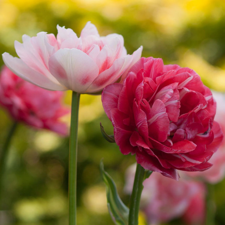 Two double late tulips, featuring pale pink Finola and deep pink Aveyron.