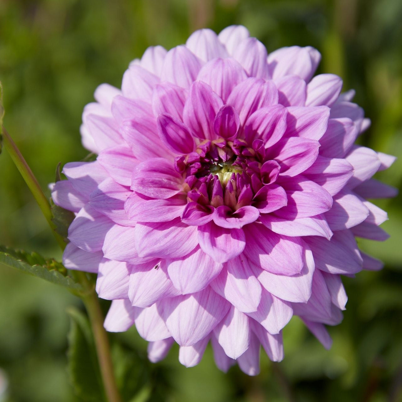 Dahlia Decorative Blue Boy - 2 tuber clumps - Longfield Gardens