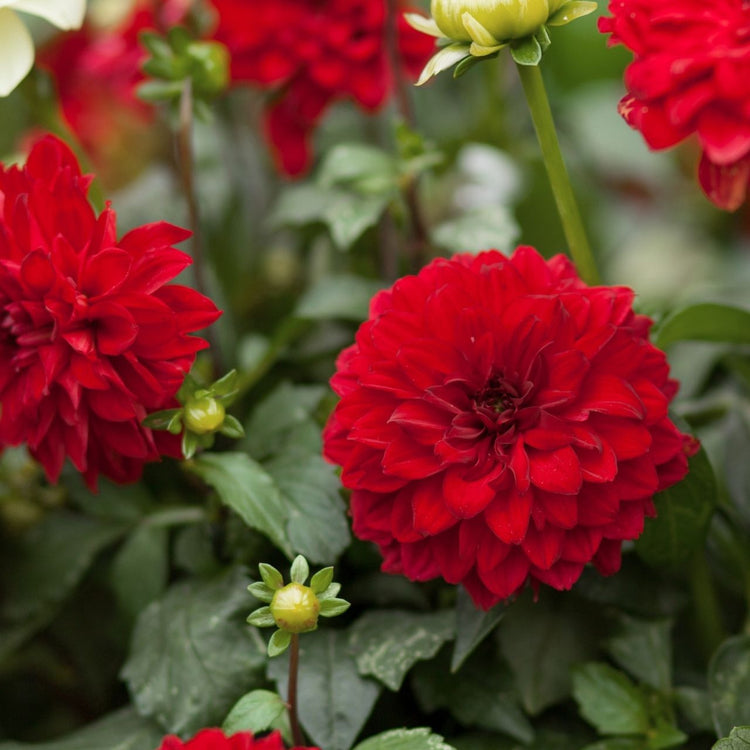 Dahlia Border Decorative Gallery Singer