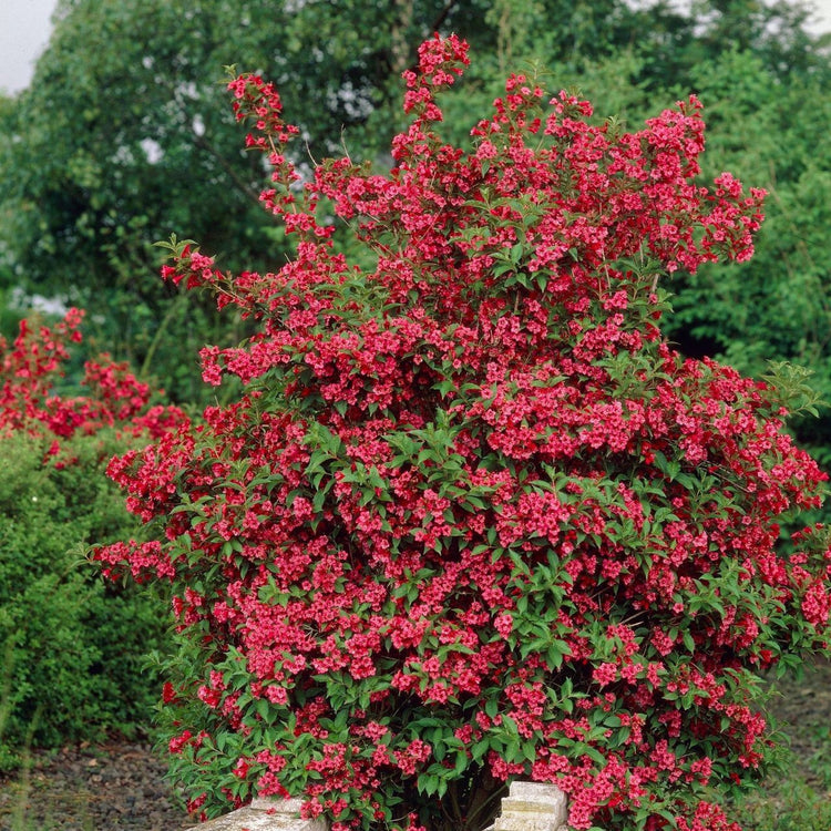 Weigela Florida Red Prince