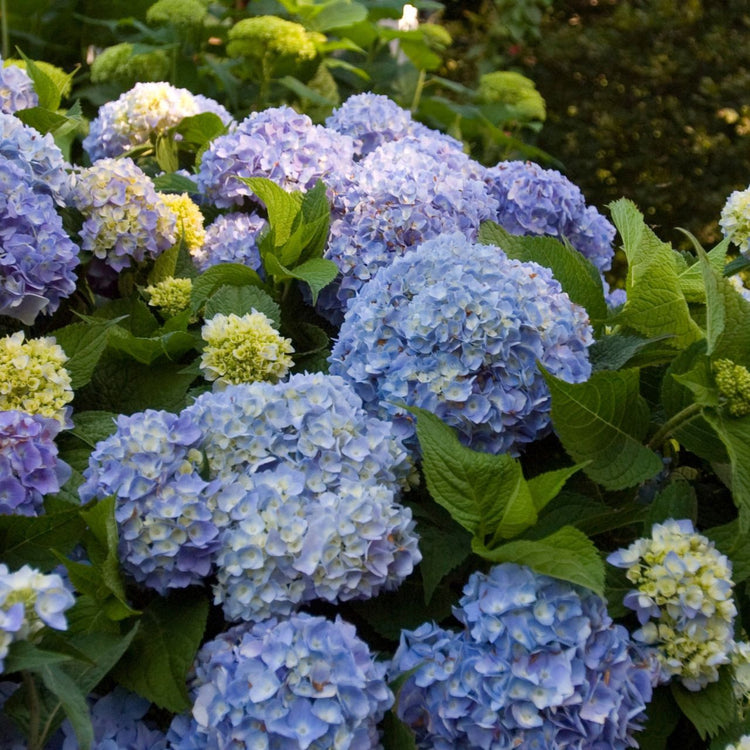 Endless Summer hydrangea blooming in a summer garden, displaying a blend of blue and pale pink flowers.