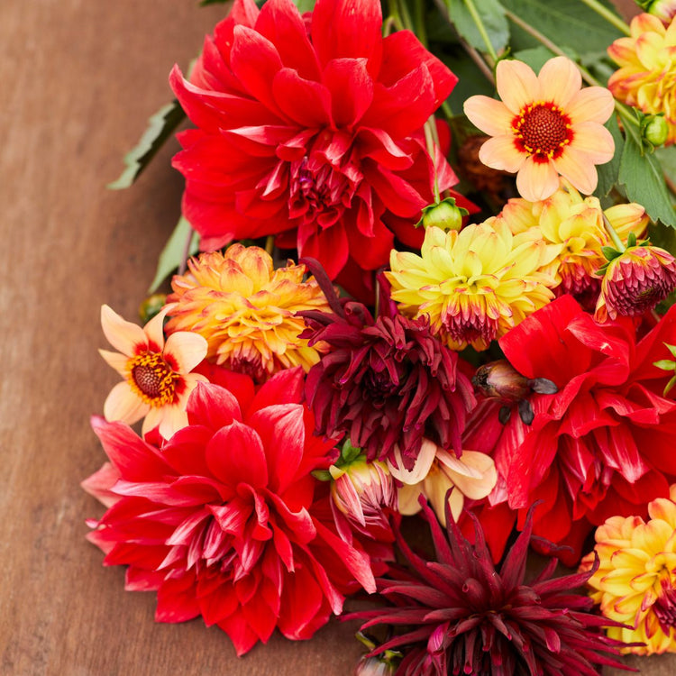 Dinnerplate Babylond red mixed with other yellow and red dahlias