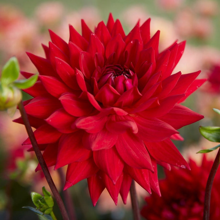 Dahlia Cactus Wittemans Best