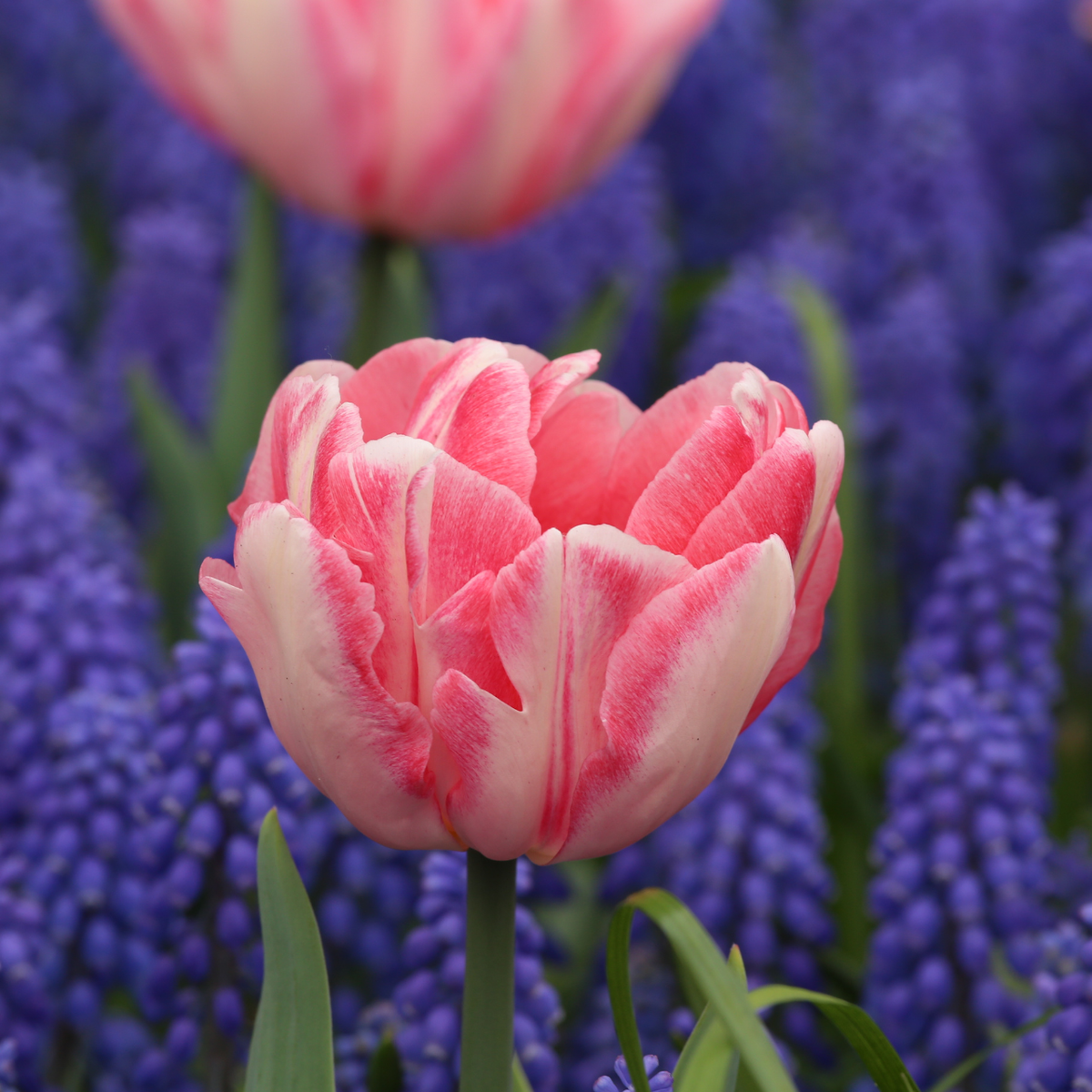 Tulip Foxtrot & Muscari Armeniacum - 70 bulbs - Longfield Gardens