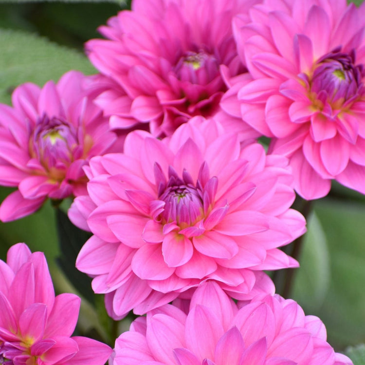 Dahlia Waterlily Onesta