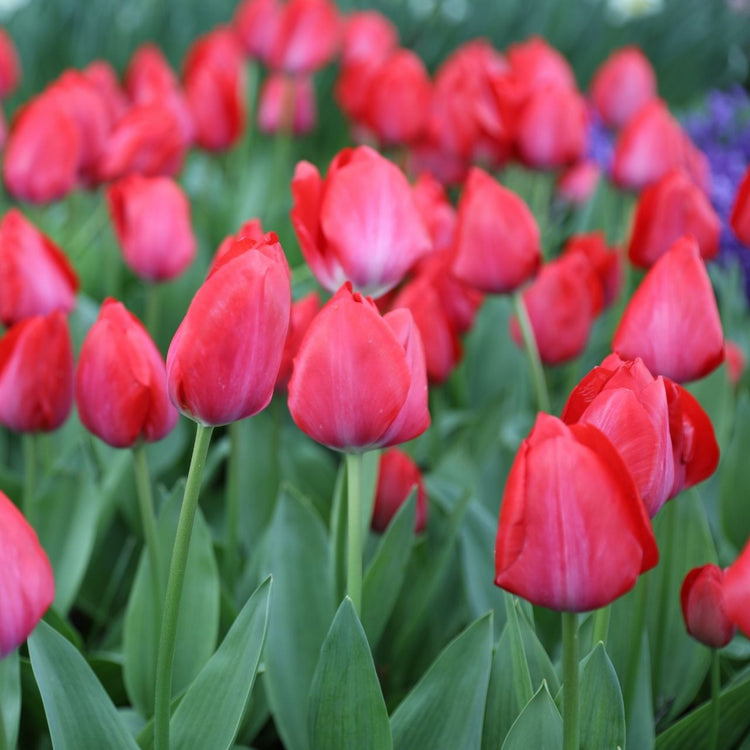 Tulip Darwin Hybrid Red Van Eijk