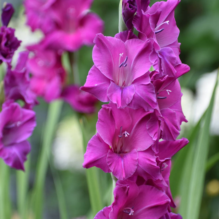 Gladiolus Sugar Plum