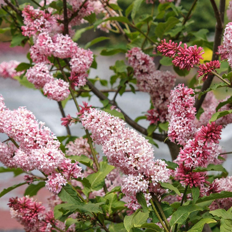 The flowers of Syringa vulgaris Miss Canada, a Preston hybrid lilac with pink spring blossoms.