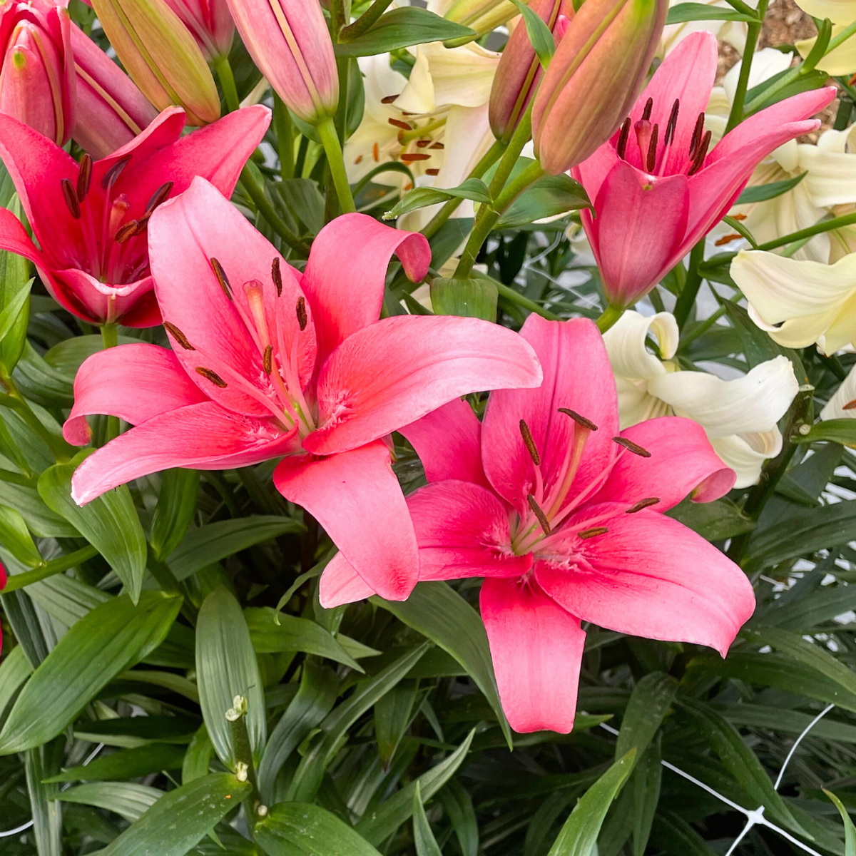 Lily Asiatic Sylt (Fall) - 5 bulbs - Longfield Gardens