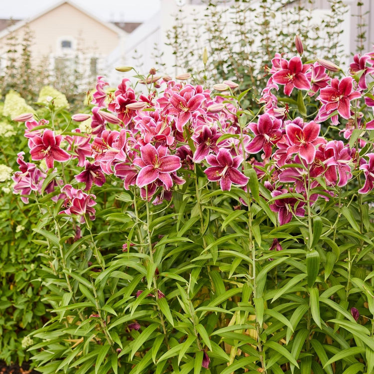 Lily Oriental Corvara (Spring)